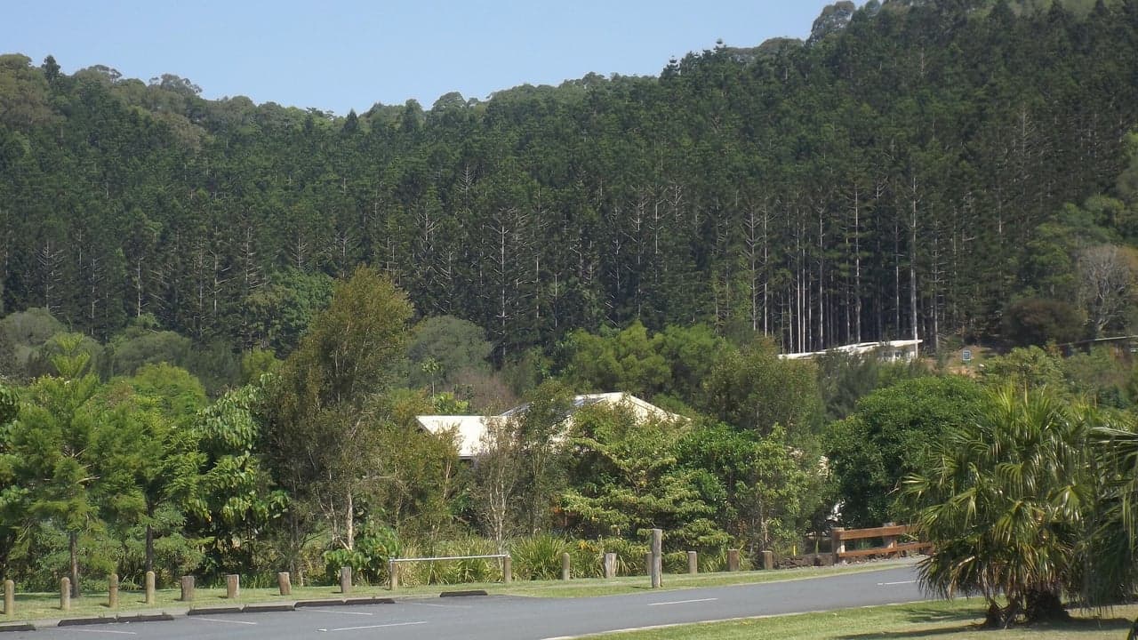Imagem da notícia: Praga florestal detetada na Serra de Sintra