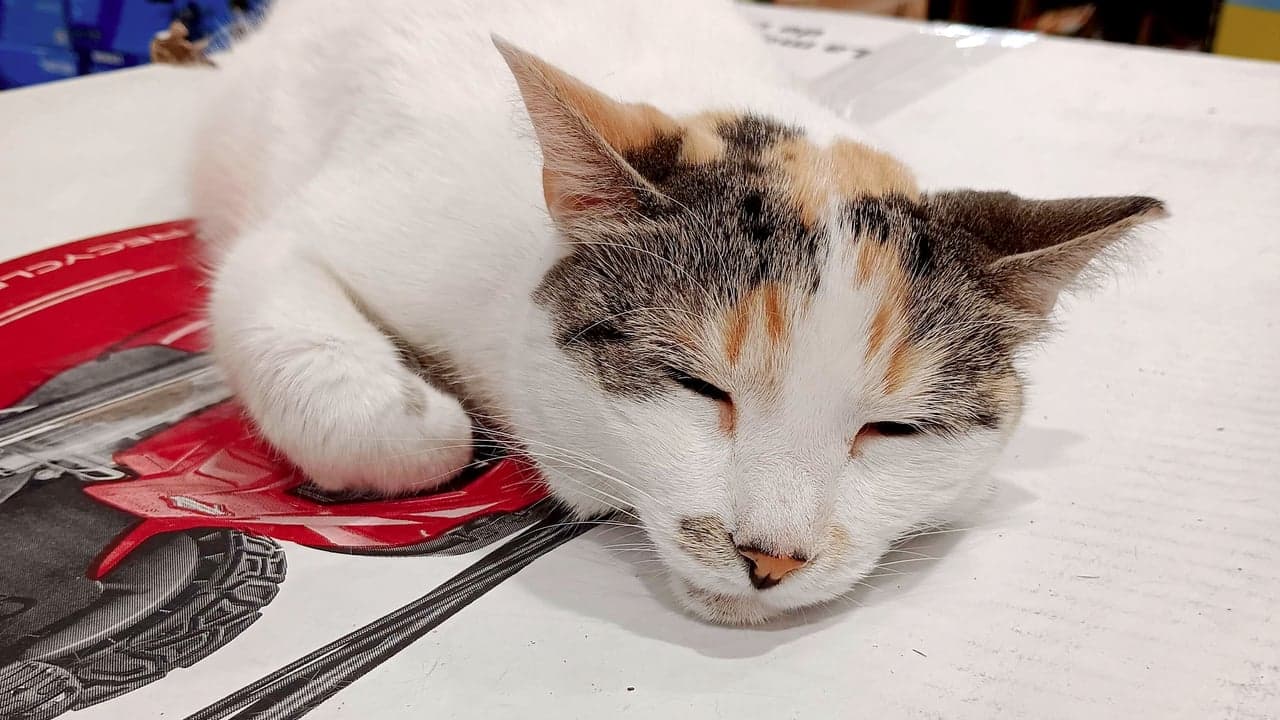 Imagem da notícia: Gatinha desaparecida de Soure reunida com família após quatro meses