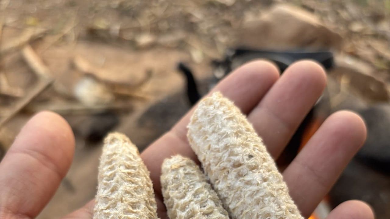 Imagem da notícia: Desfolhada à Moda Antiga volta à Aldeia de Couce a 10 de outubro