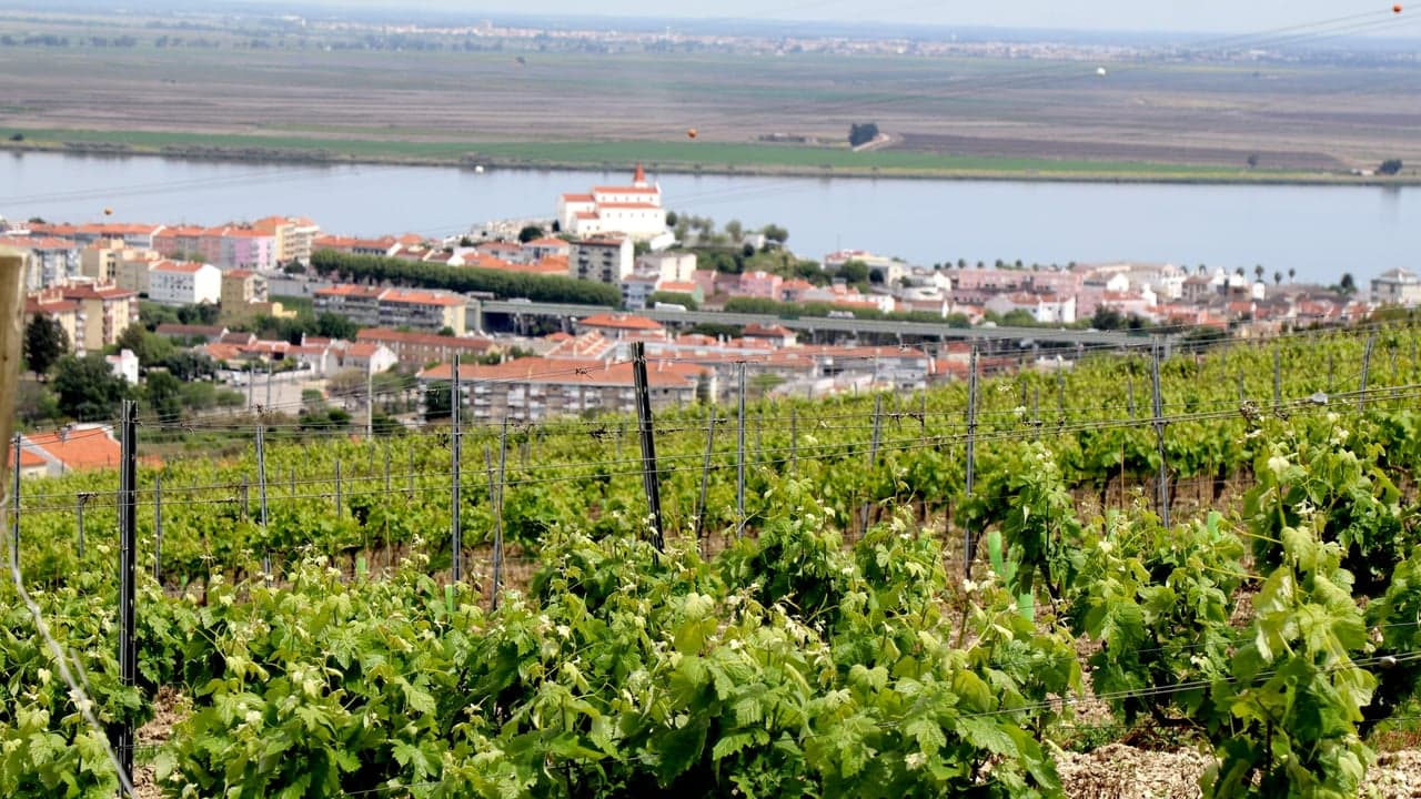 Imagem da notícia: Xira Wine Fest vence prémio de melhor evento vinícola regional