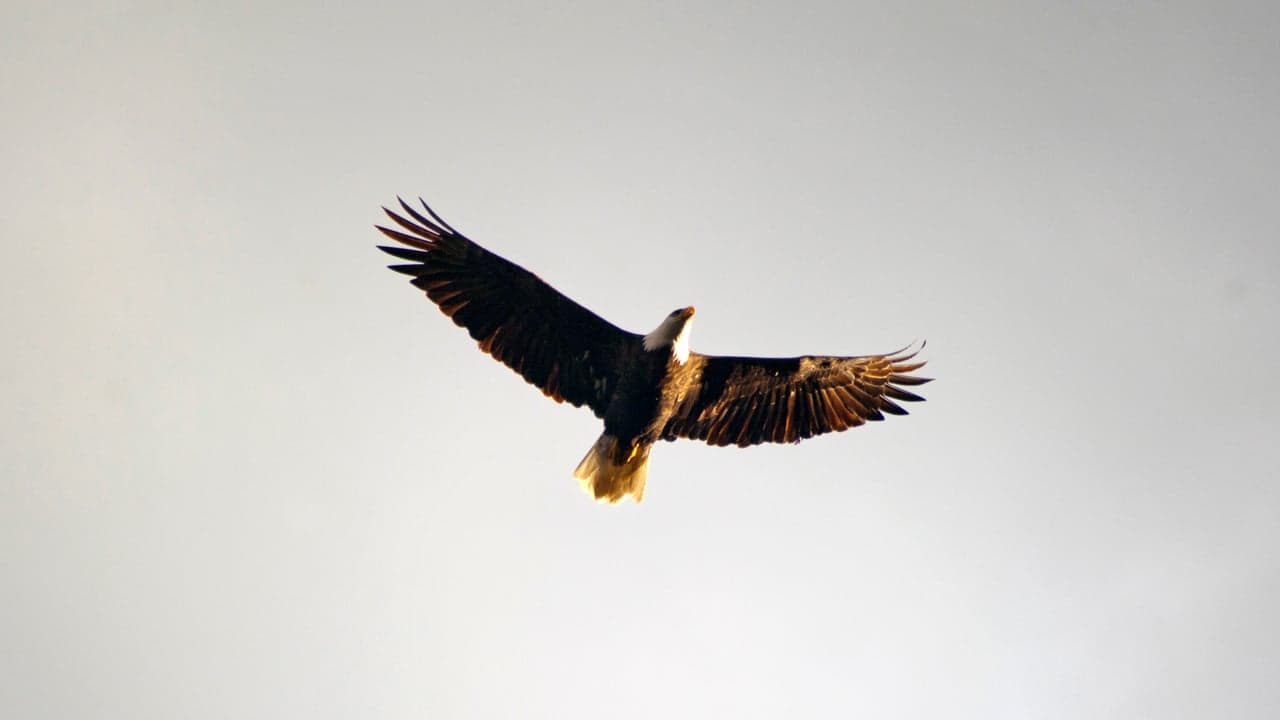 Imagem da notícia: Parque Biológico reintroduz águias-reais na Peneda-Gerês
