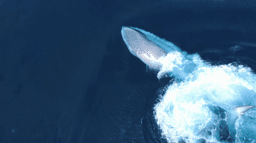 Logótipo de Ocean Vibes Algarve — Serviços em Faro