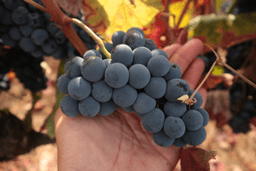 Logótipo de Quinta das Lamelas Wines — Comércio em Lamego